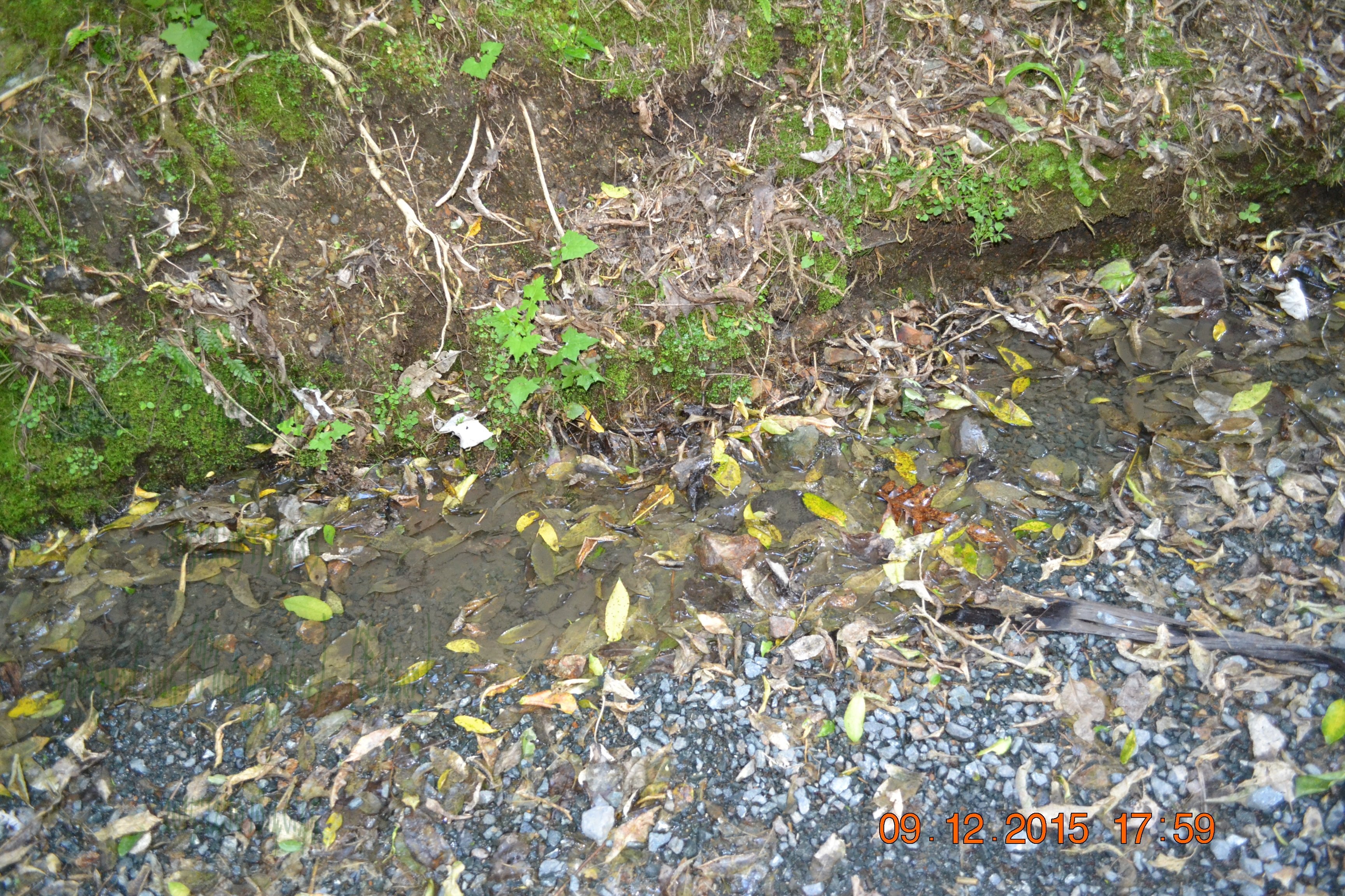 tunnelgully2015dec_108_wm.jpg