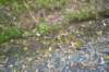 tunnelgully2015dec_108_wm_small.jpg
