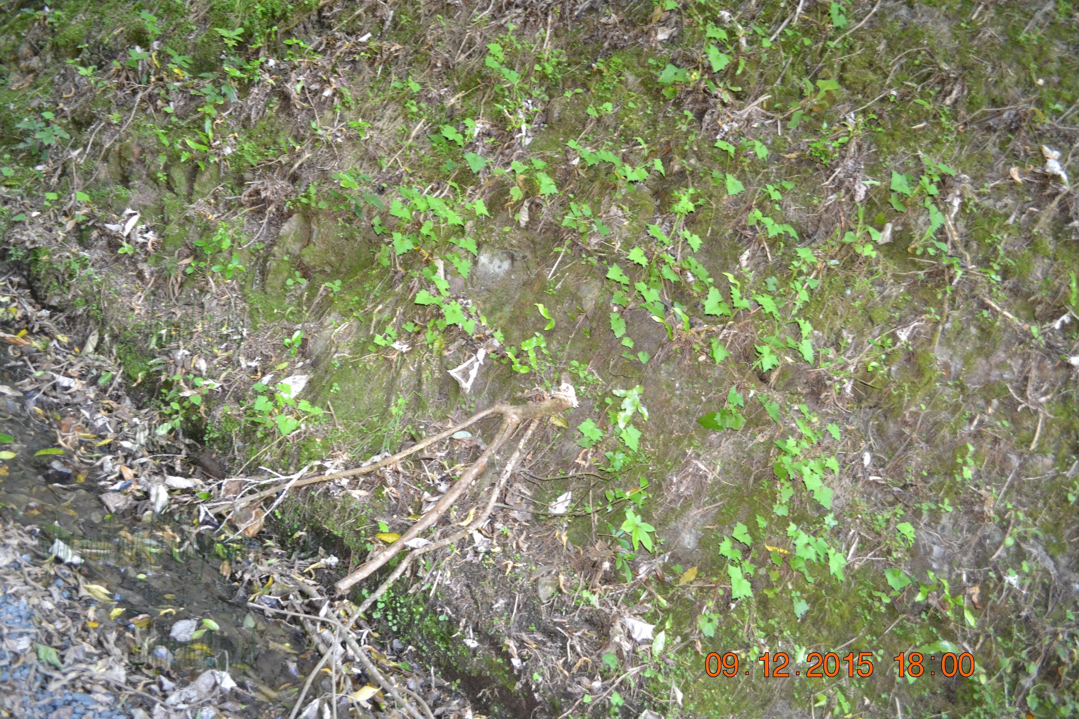 tunnelgully2015dec_120_wm.jpg