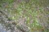 tunnelgully2015dec_120_wm_small.jpg