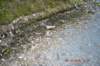 tunnelgully2015dec_121_wm_small.jpg