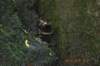 tunnelgully2015dec_125_wm_small.jpg