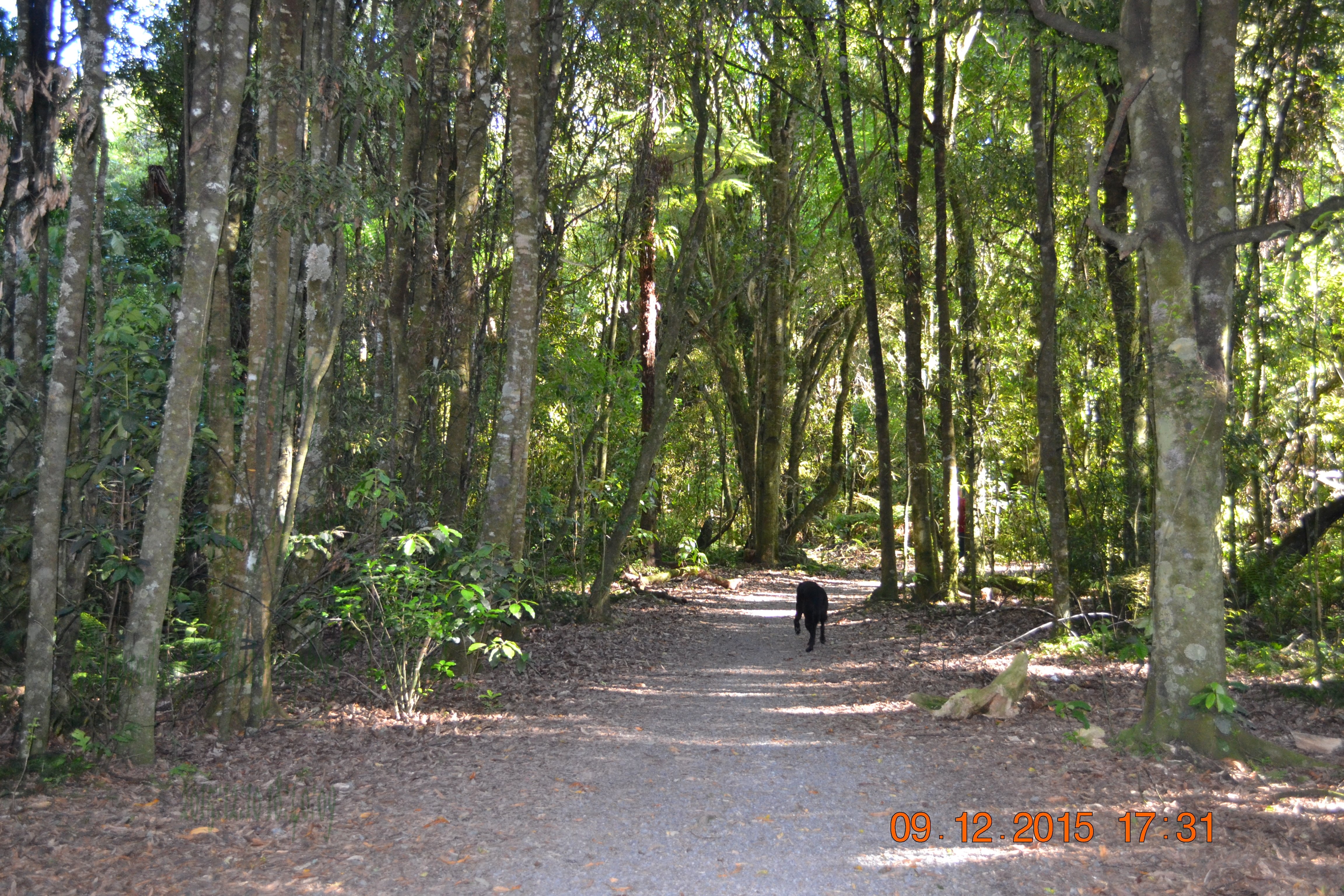 tunnelgully2015dec_13_wm.jpg