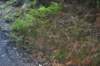 tunnelgully2015dec_160_wm_small.jpg