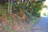 tunnelgully2015dec_162_wm_small.jpg