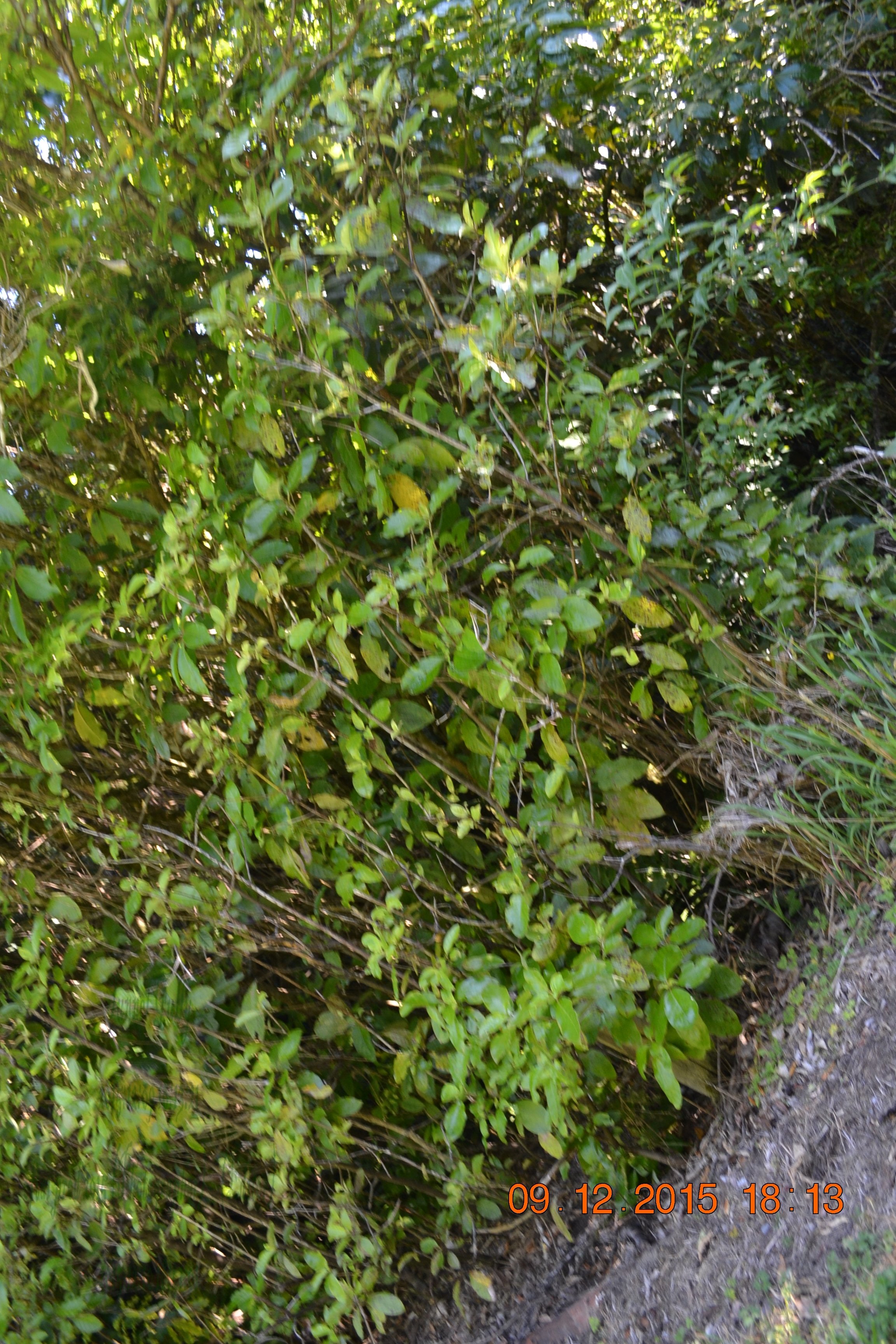 tunnelgully2015dec_167_wm.jpg