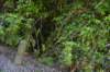 tunnelgully2015dec_168_wm_small.jpg