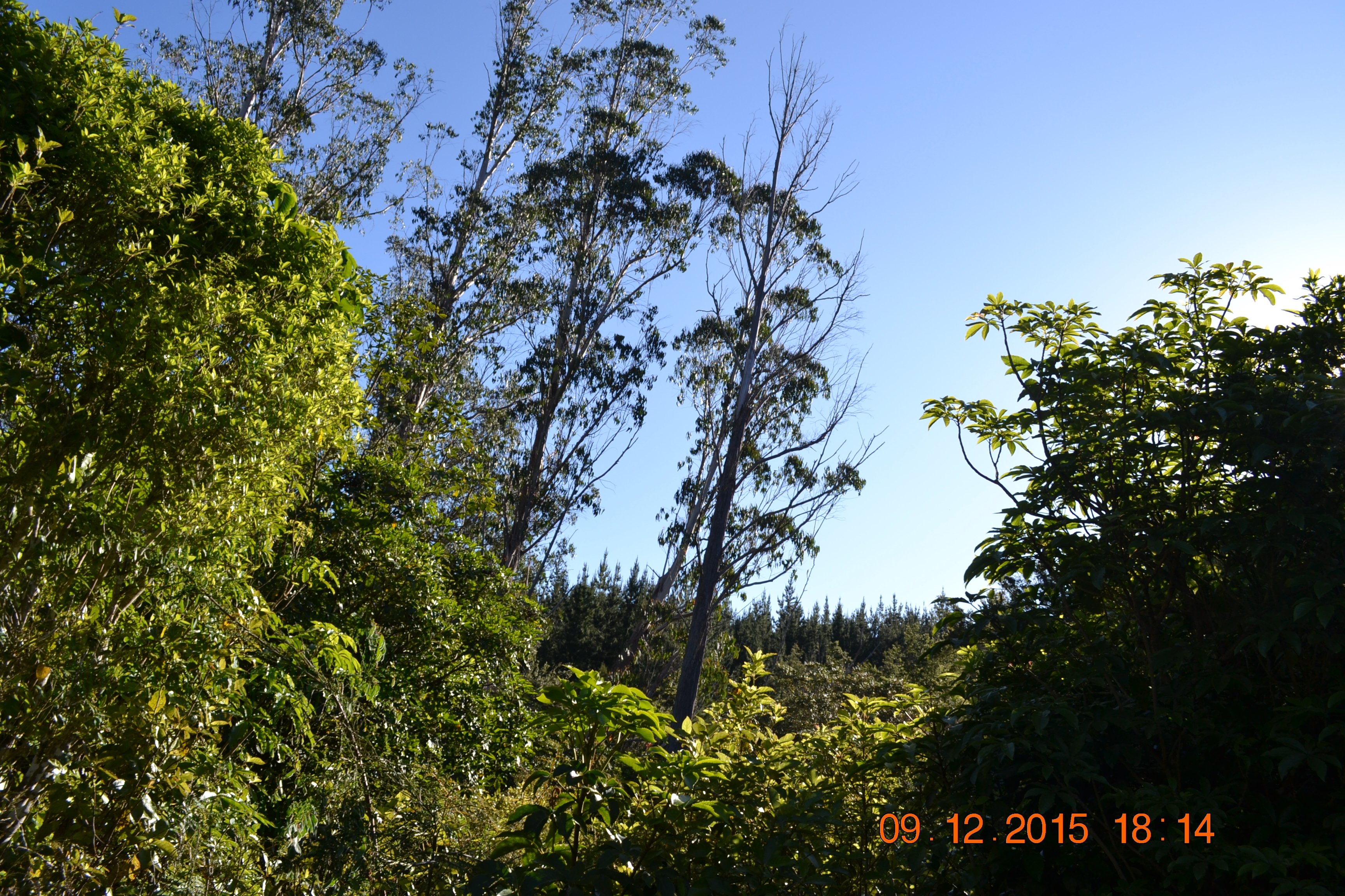 tunnelgully2015dec_174_wm.jpg