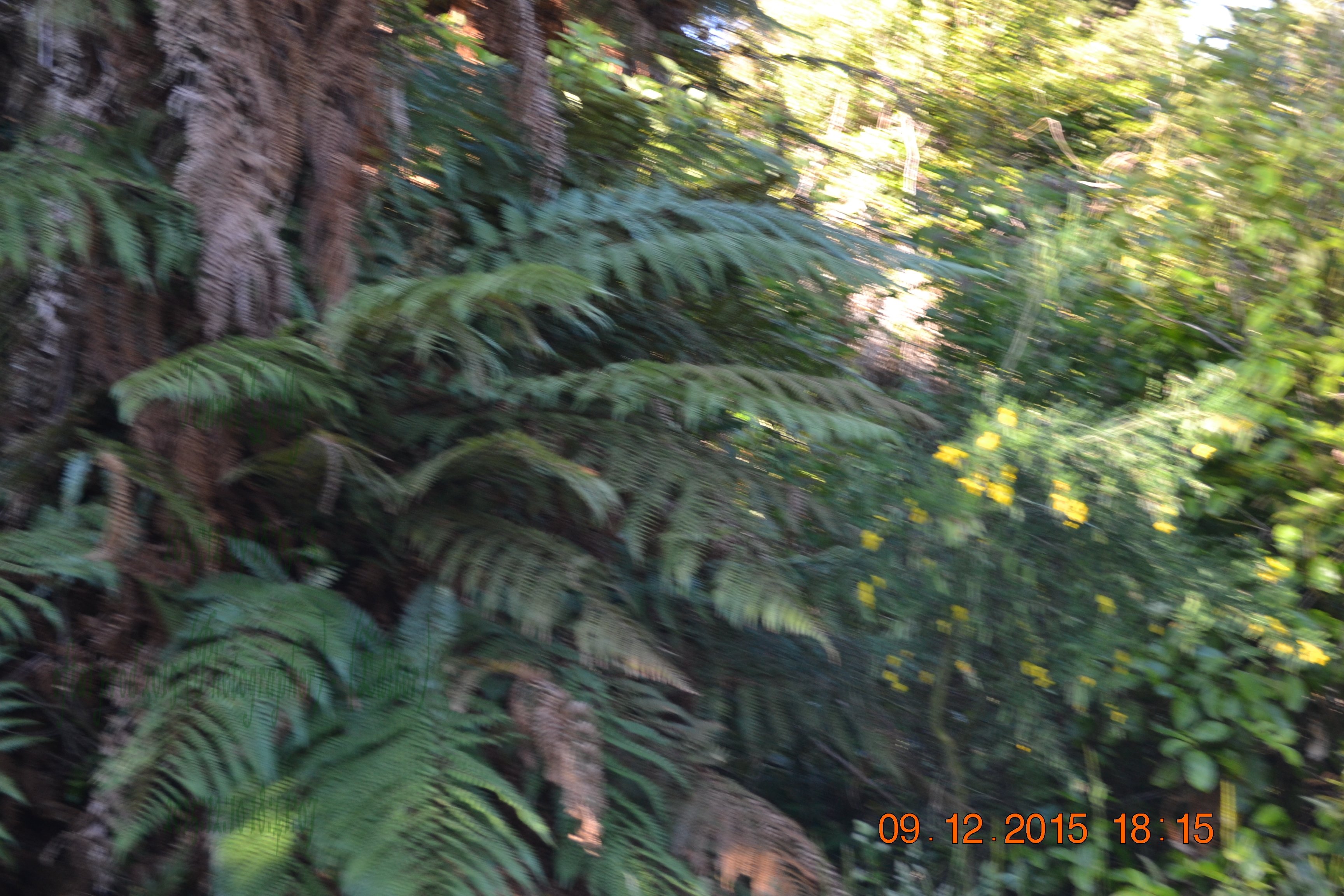tunnelgully2015dec_194_wm.jpg
