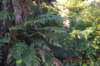 tunnelgully2015dec_194_wm_small.jpg