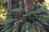 tunnelgully2015dec_195_wm_small.jpg