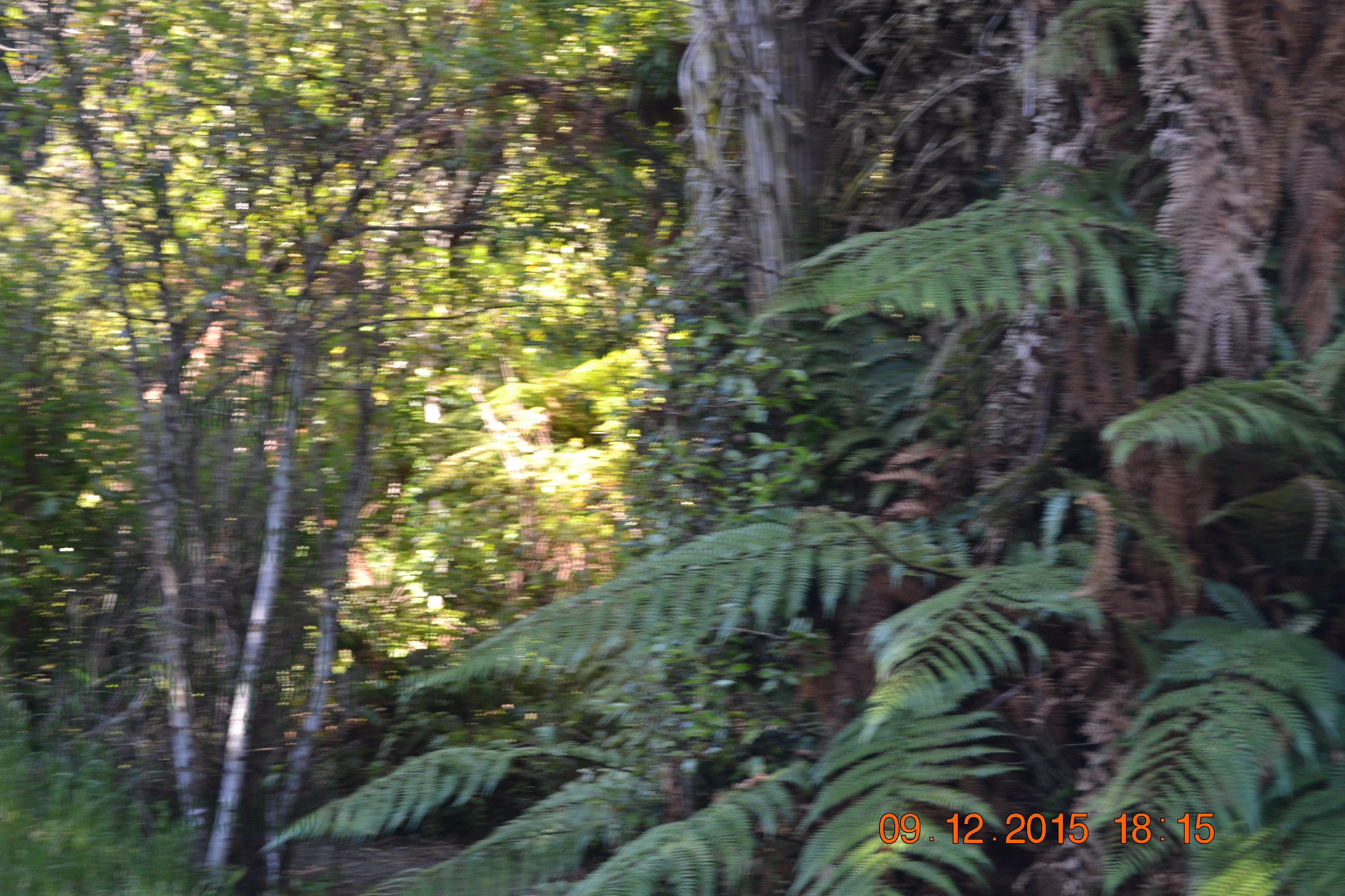 tunnelgully2015dec_196_wm.jpg