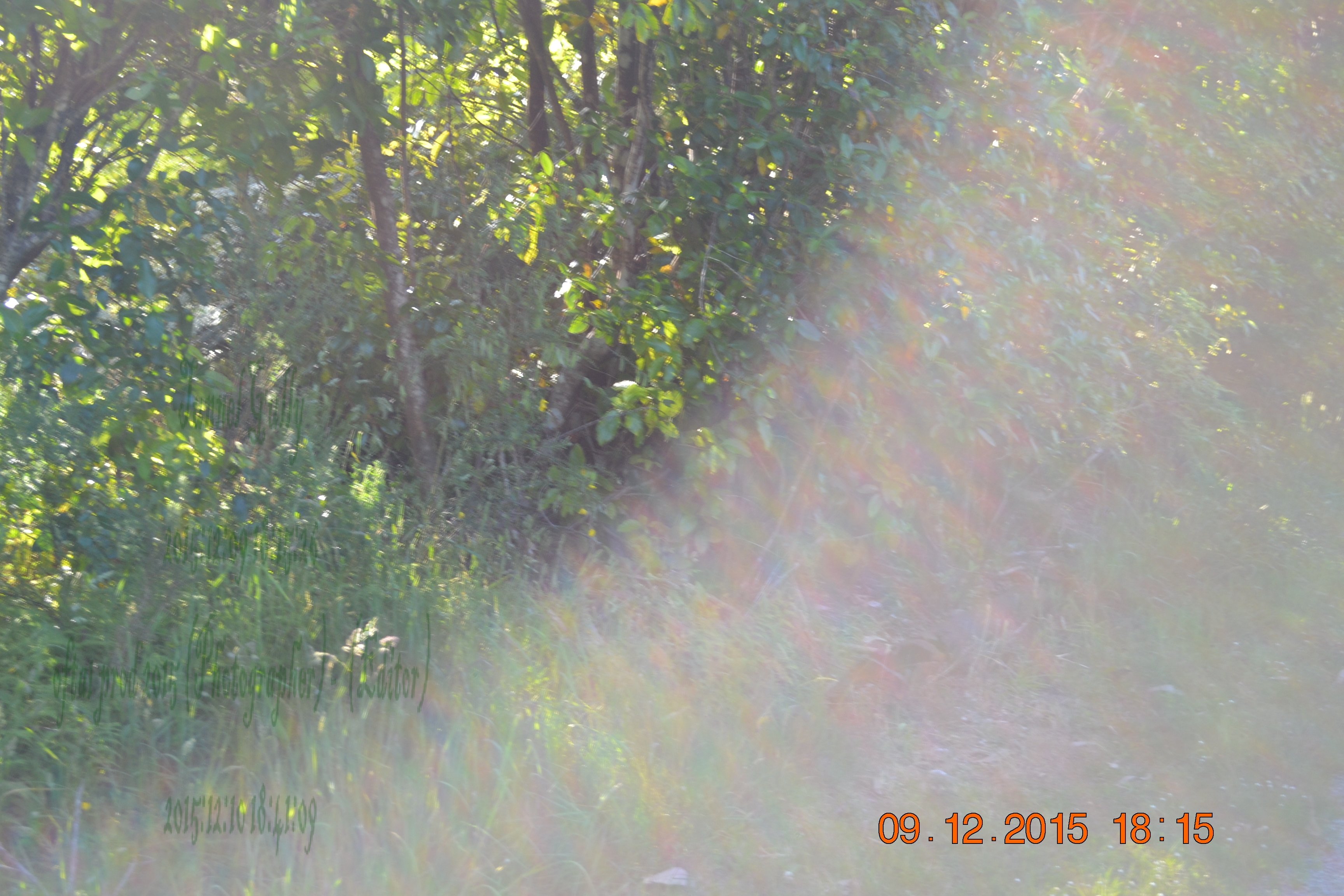 tunnelgully2015dec_203_wm.jpg