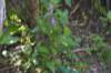 tunnelgully2015dec_211_wm_small.jpg