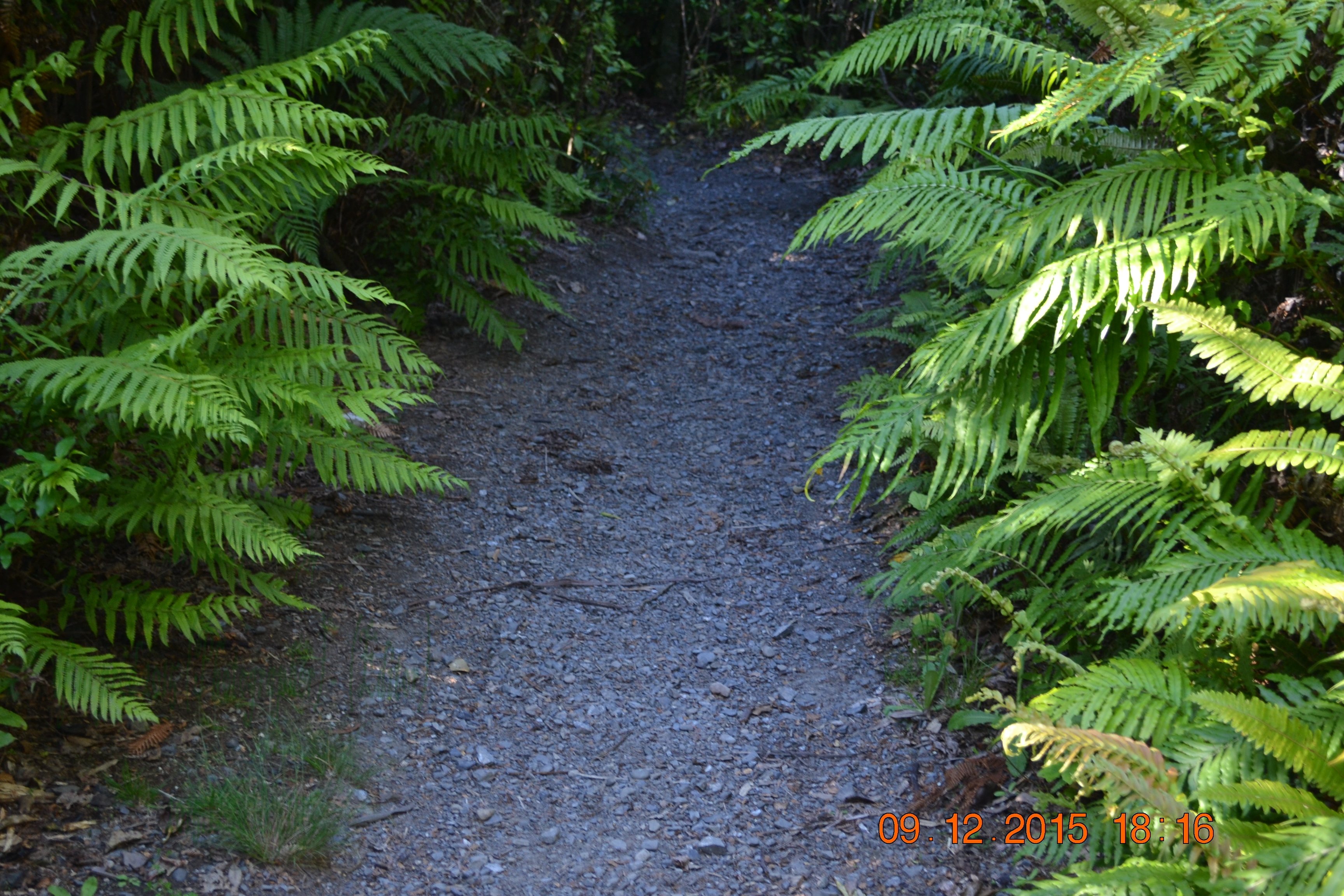 tunnelgully2015dec_213_wm.jpg