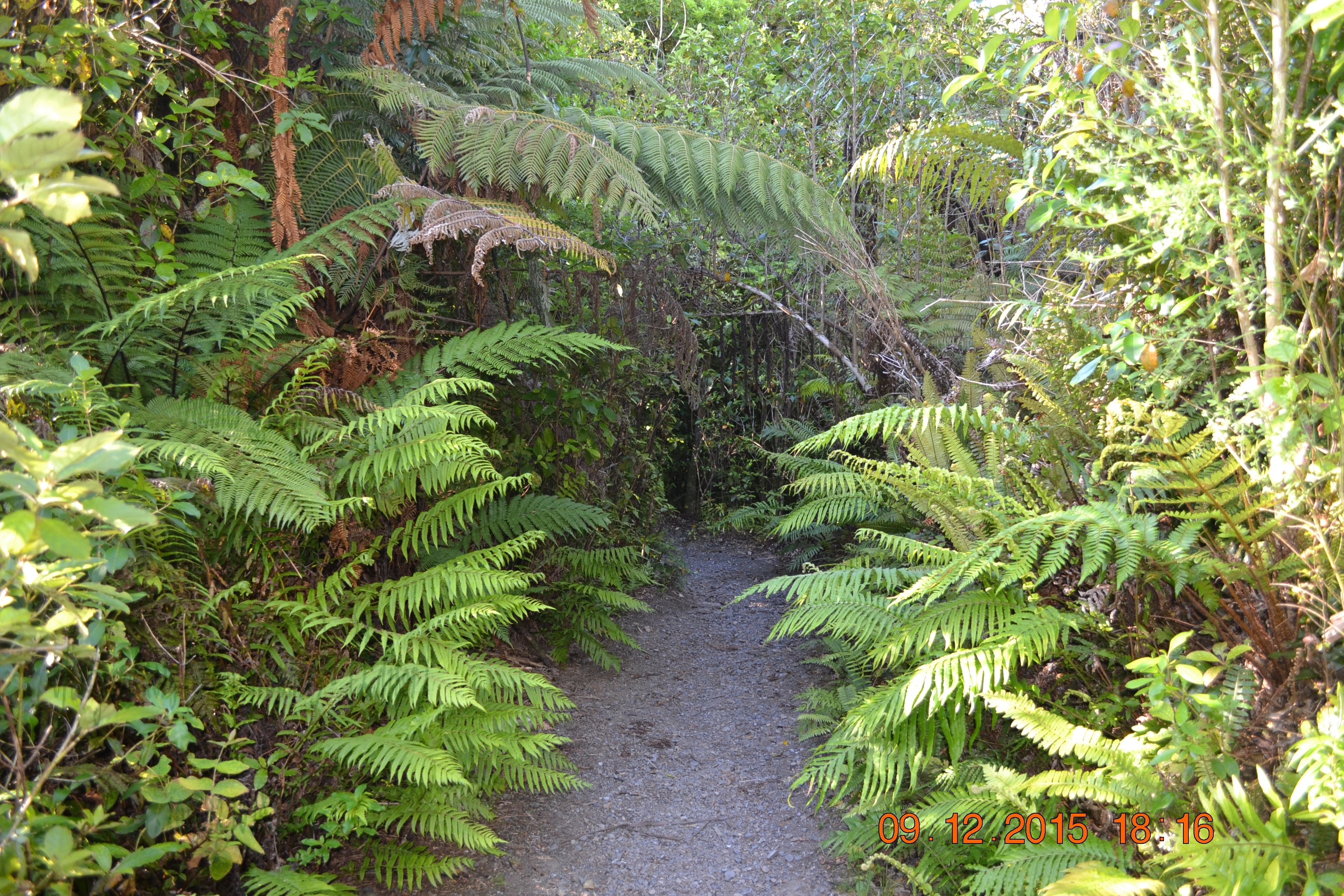 tunnelgully2015dec_214_wm.jpg