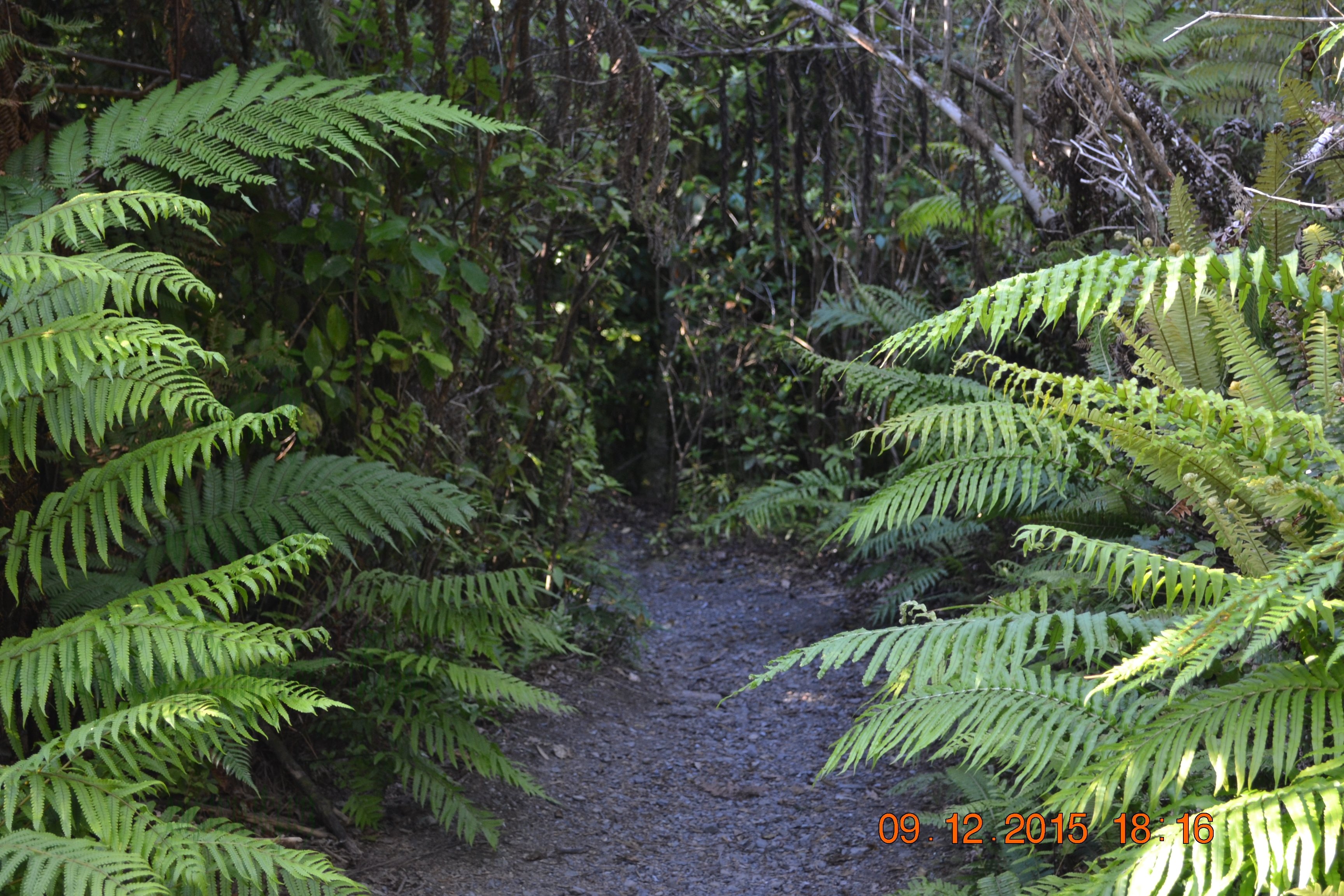 tunnelgully2015dec_216_wm.jpg