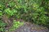 tunnelgully2015dec_221_wm_small.jpg