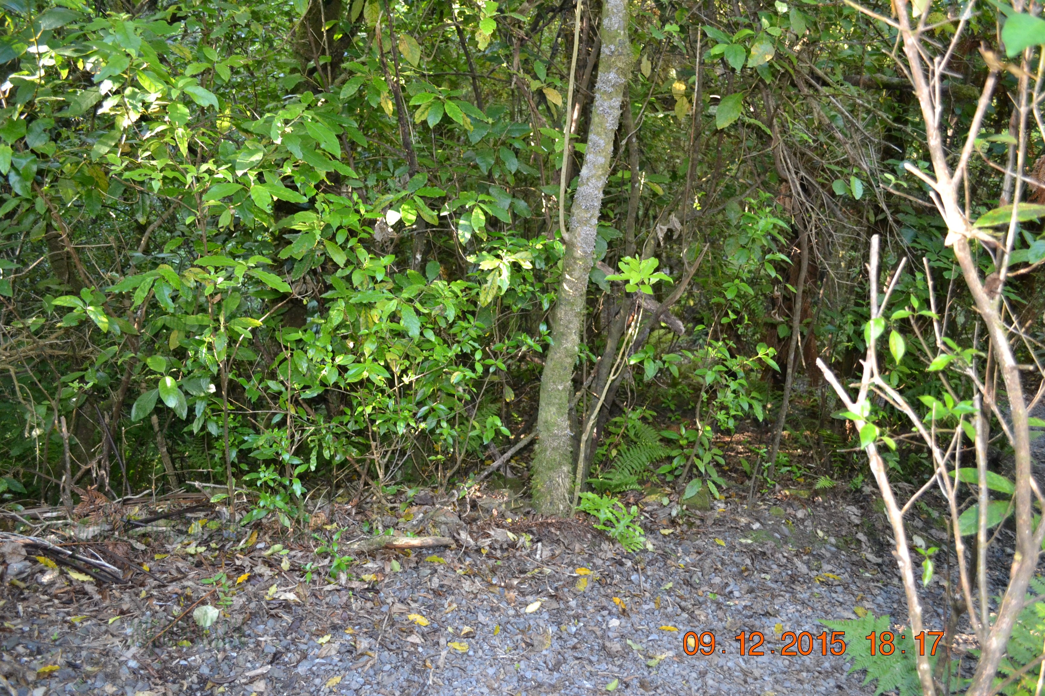 tunnelgully2015dec_223_wm.jpg