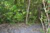 tunnelgully2015dec_223_wm_small.jpg