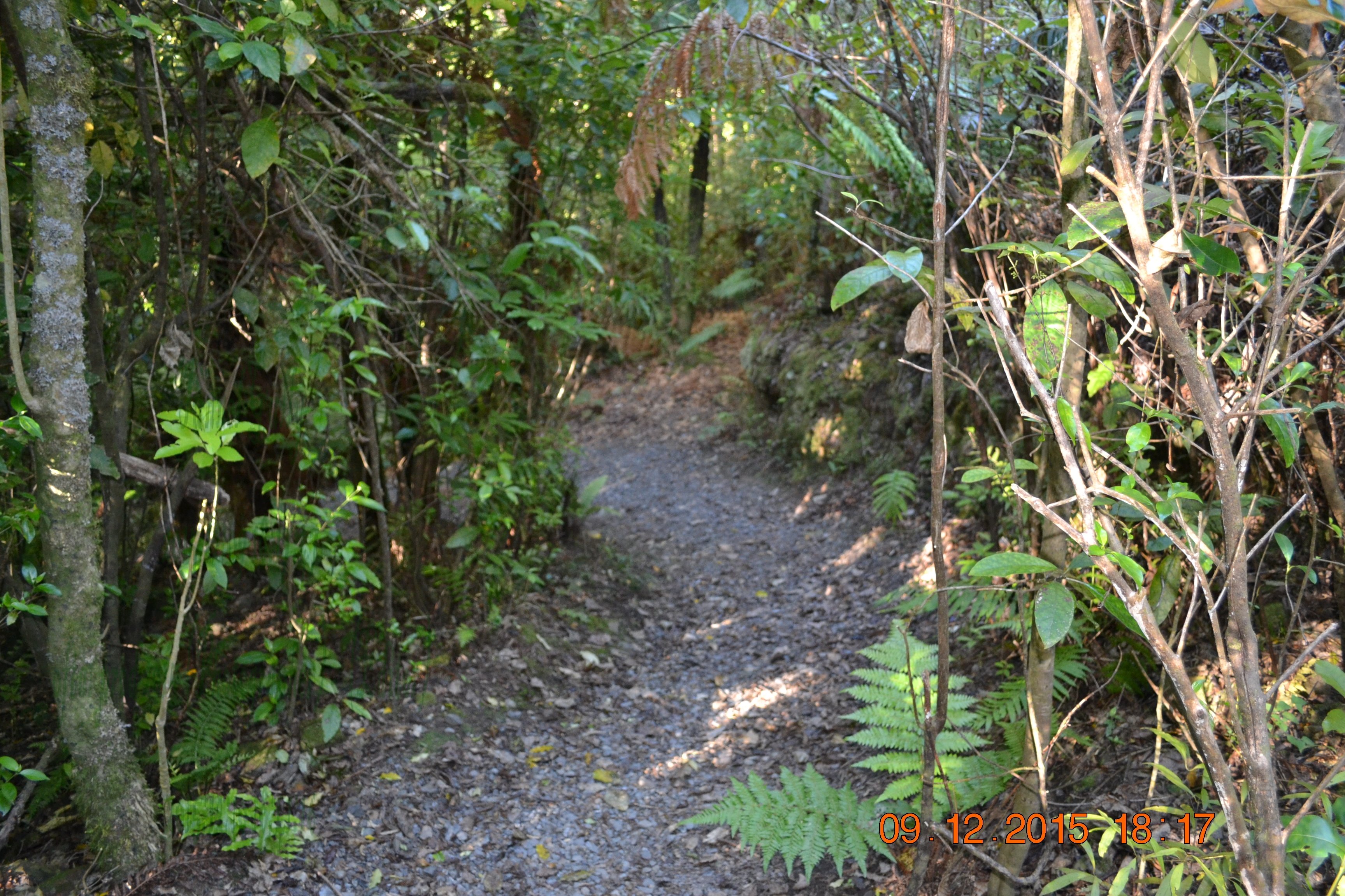 tunnelgully2015dec_225_wm.jpg