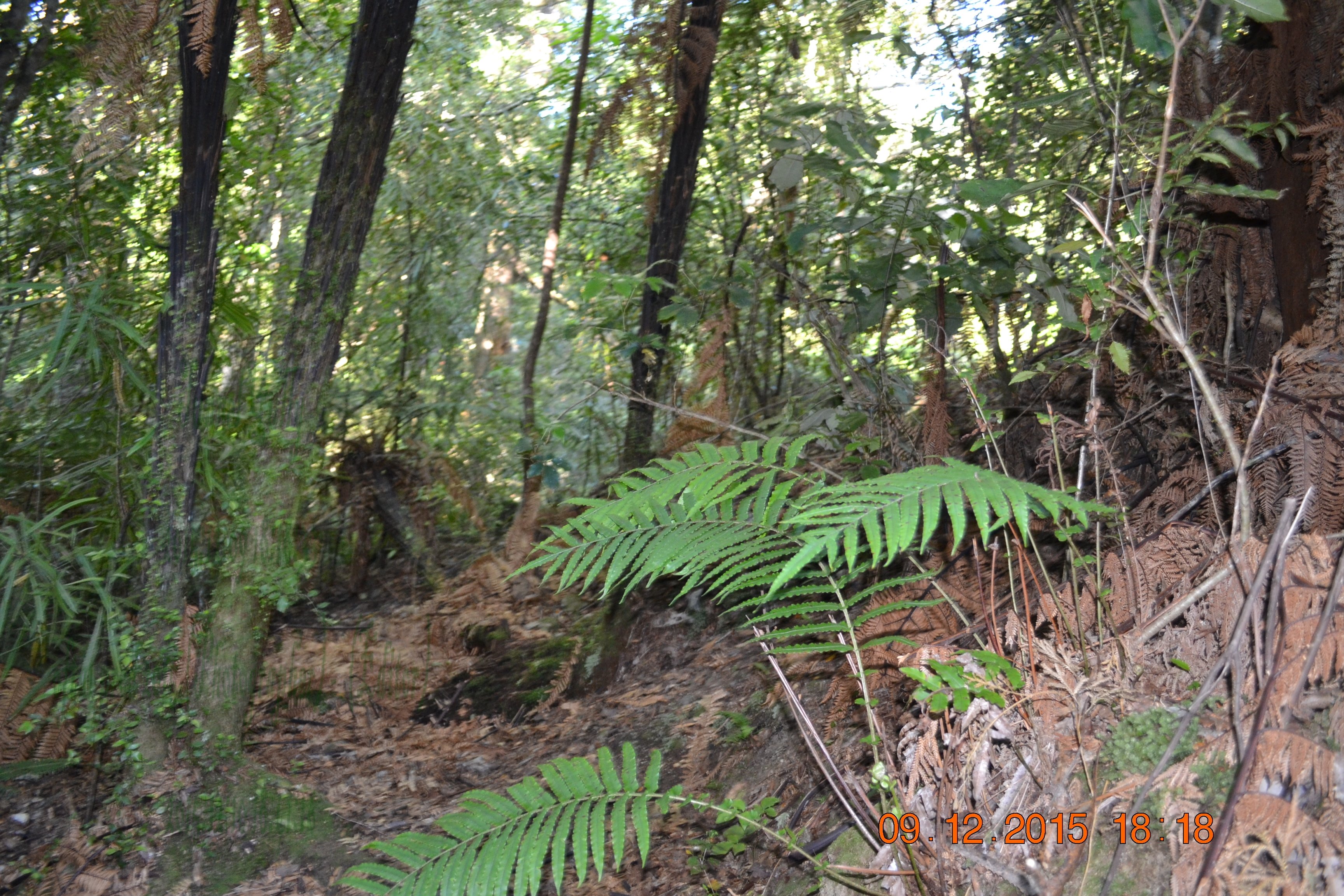 tunnelgully2015dec_227_wm.jpg