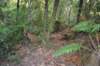 tunnelgully2015dec_228_wm_small.jpg