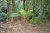 tunnelgully2015dec_234_wm_small.jpg