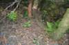 tunnelgully2015dec_237_wm_small.jpg