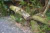 tunnelgully2015dec_240_wm_small.jpg