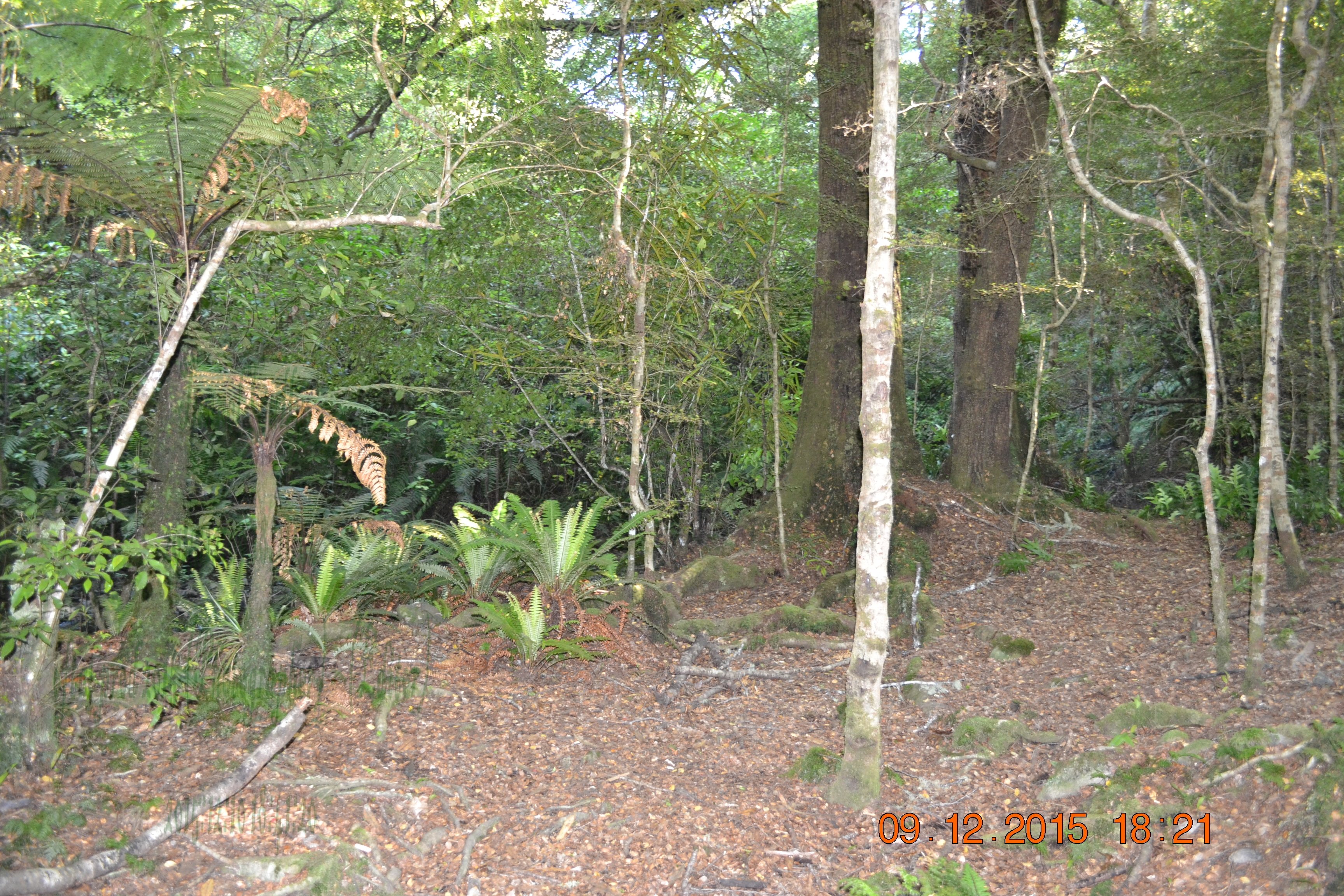 tunnelgully2015dec_244_wm.jpg