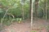 tunnelgully2015dec_244_wm_small.jpg