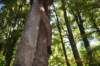tunnelgully2015dec_28_wm_small.jpg