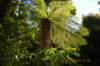 tunnelgully2015dec_29_wm_small.jpg