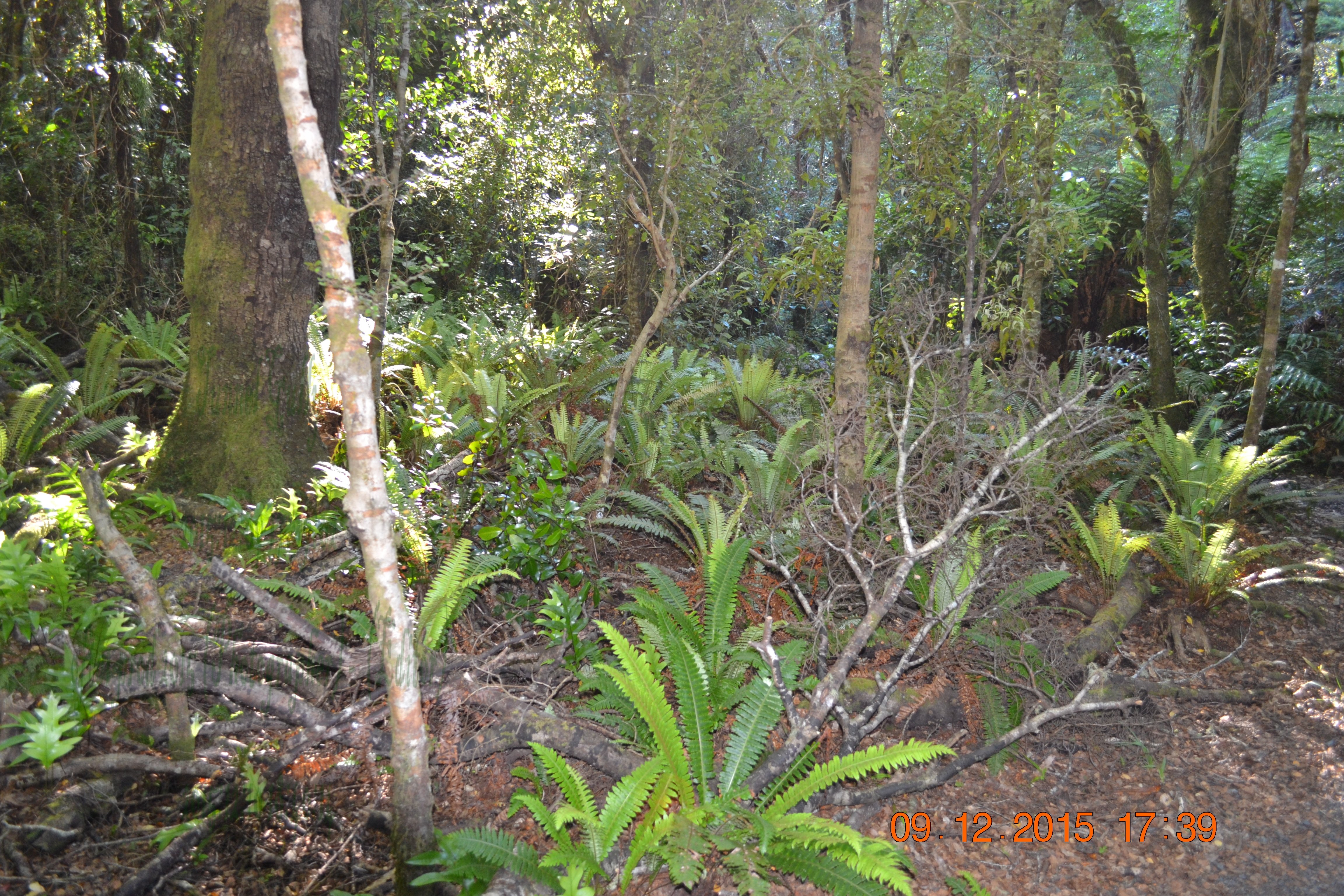 tunnelgully2015dec_38_wm.jpg