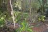 tunnelgully2015dec_38_wm_small.jpg