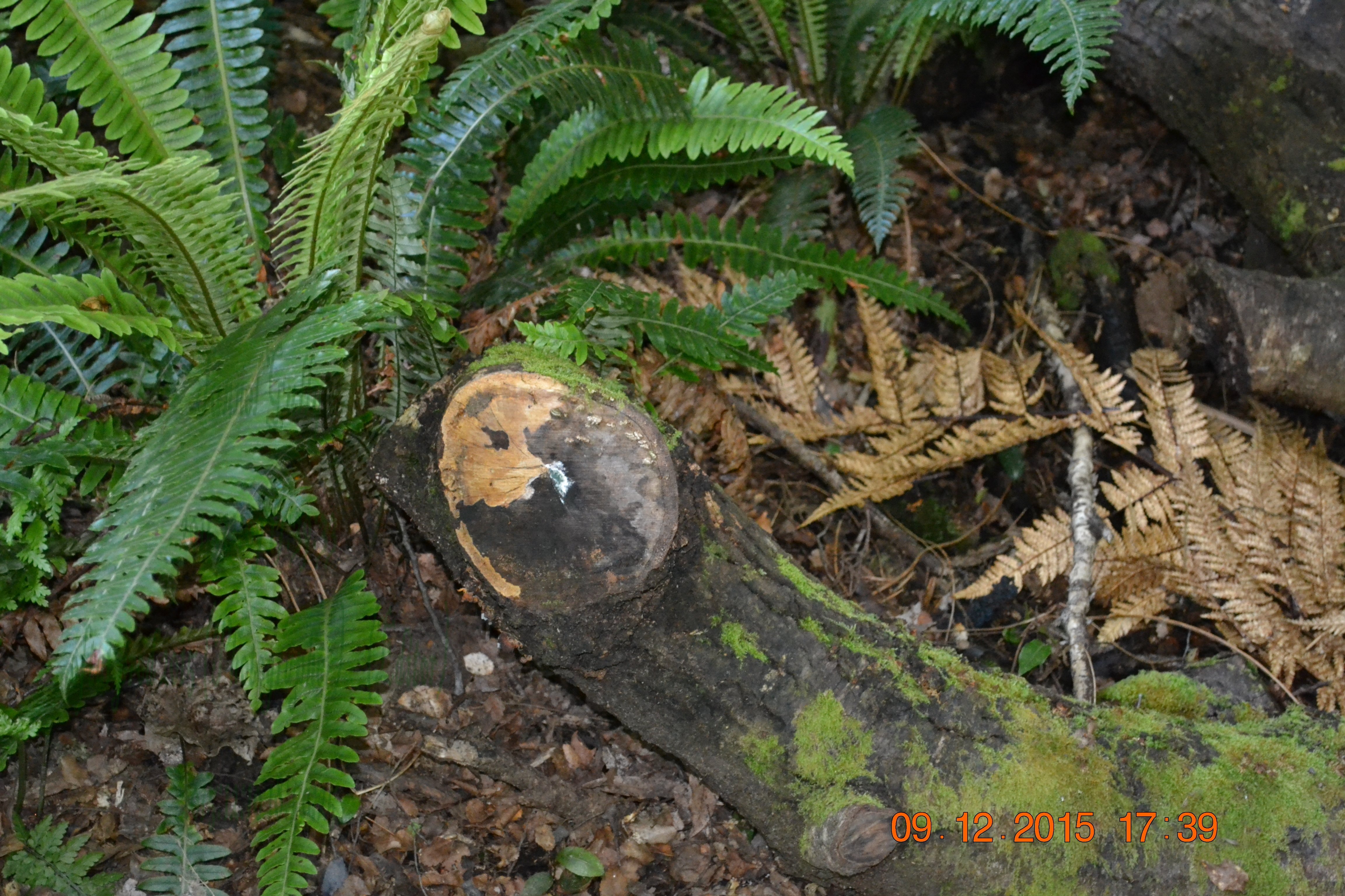 tunnelgully2015dec_41_wm.jpg