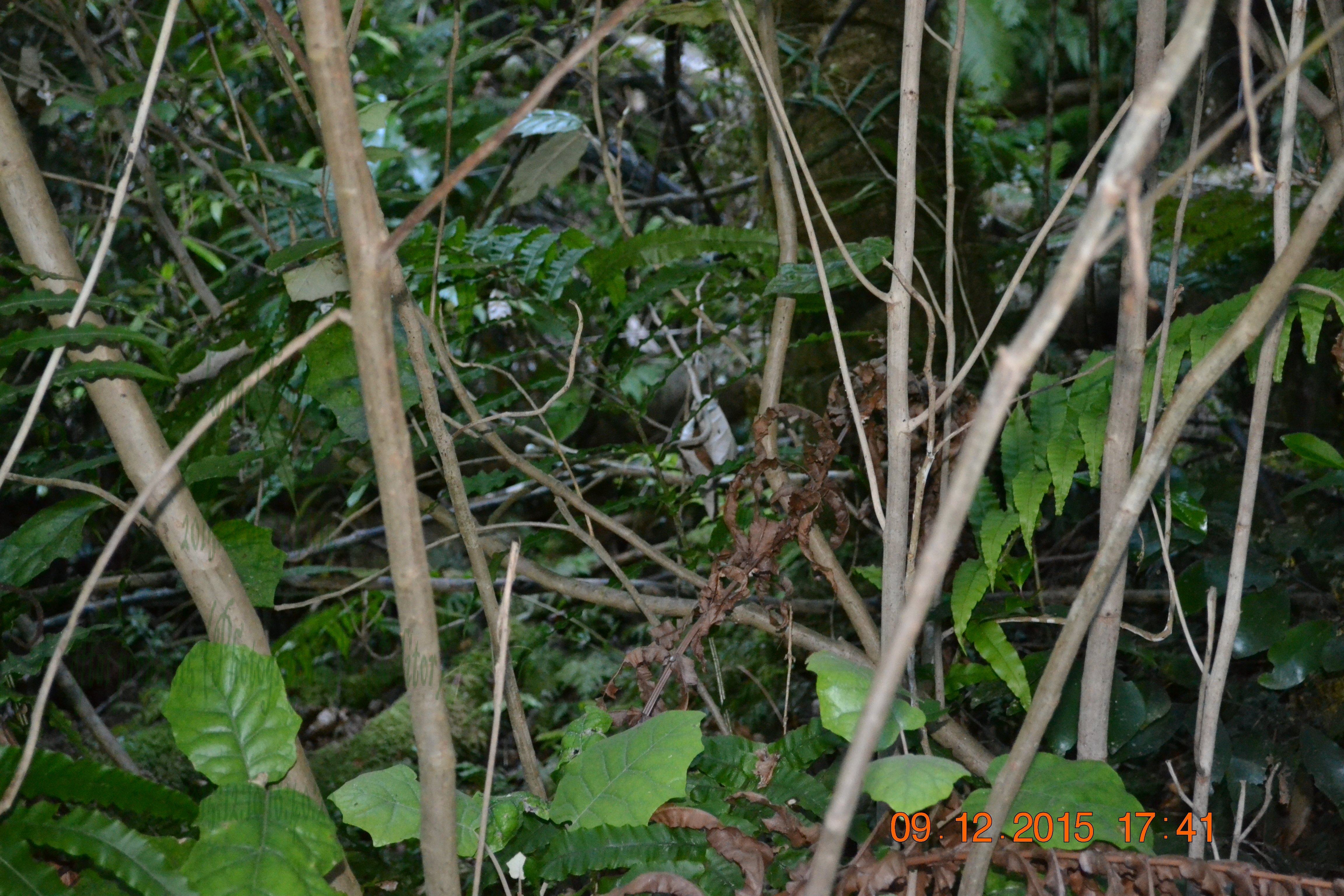 tunnelgully2015dec_47_wm.jpg