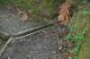 tunnelgully2015dec_53_wm_small.jpg