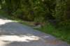 tunnelgully2015dec_60_wm_small.jpg