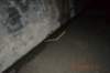 tunnelgully2015dec_87_wm_small.jpg